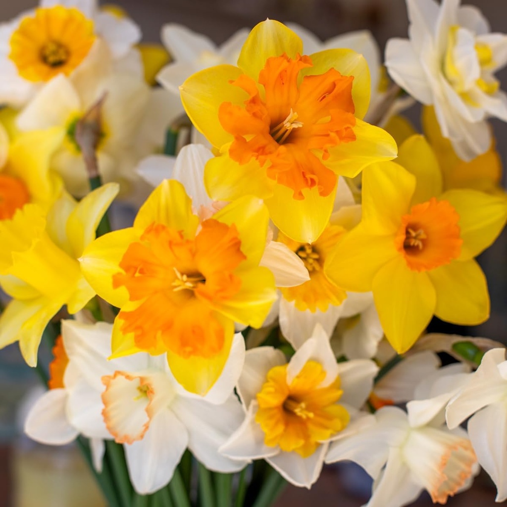 50-mixed-daffodil-bulbs-naturalizing-nar-2.jpg